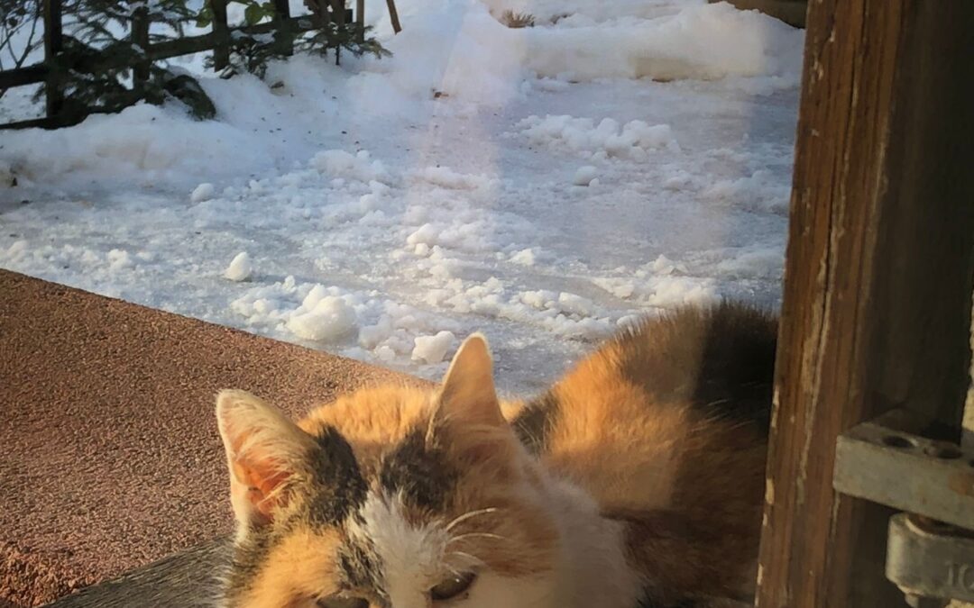 Fundtier Katze, Ebbs  (02/2026)