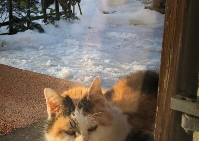 Fundtier Katze, Ebbs  (02/2026)