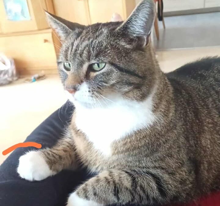 Memphis, Ellmau  (02/2026)