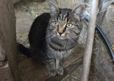 Tiger, Ellmau  (02/2026)