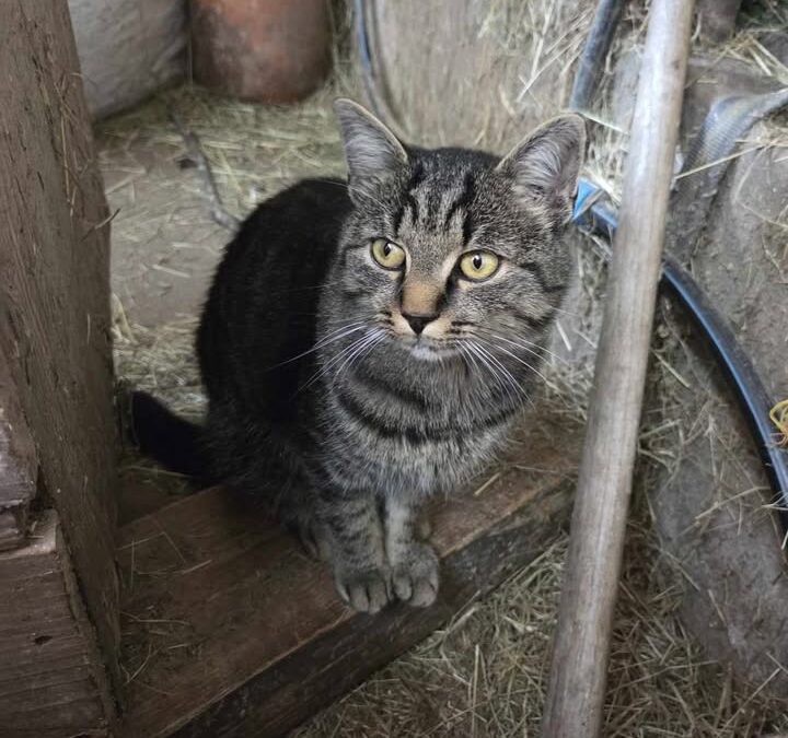 Tiger, Ellmau  (02/2026)