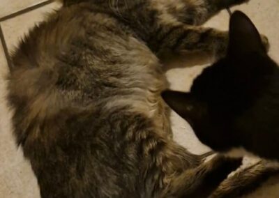 Tom, Erpfendorf  (02/2026)