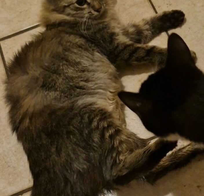 Tom, Erpfendorf  (02/2026)