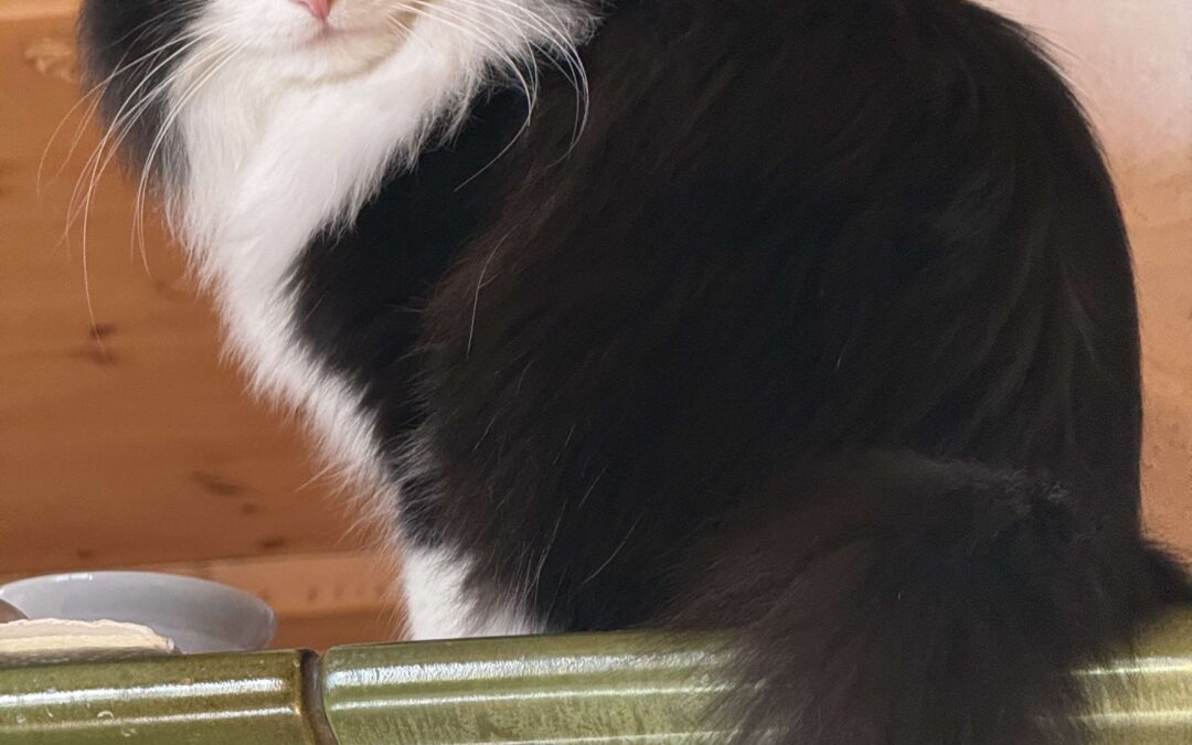 Gustl, Fieberbrunn  (02/2026)