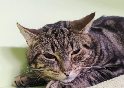 Fundtier Kater, Innsbruck  (02/2026)