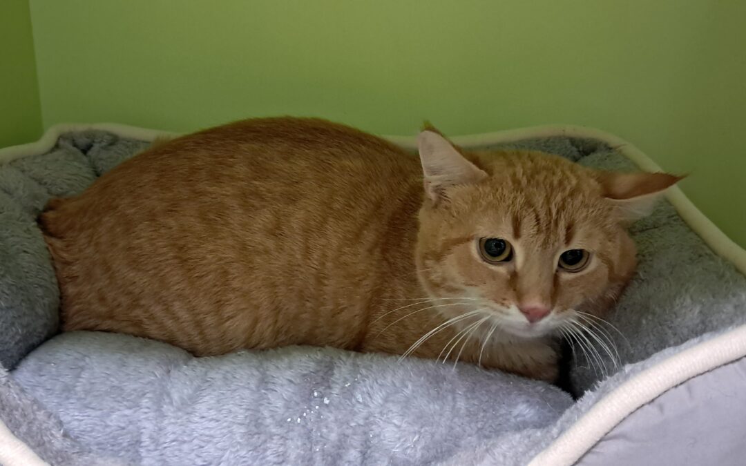 Fundtier Kater, Innsbruck  (02/2026)