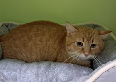 Fundtier Kater, Innsbruck  (02/2026)