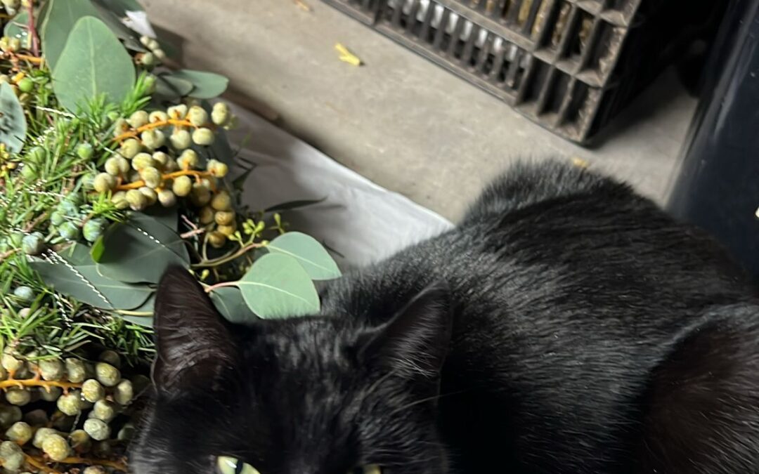 Fundtier Katze, Innsbruck  (02/2026)