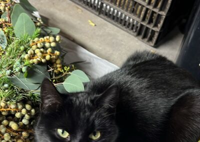 Fundtier Katze, Innsbruck  (02/2026)