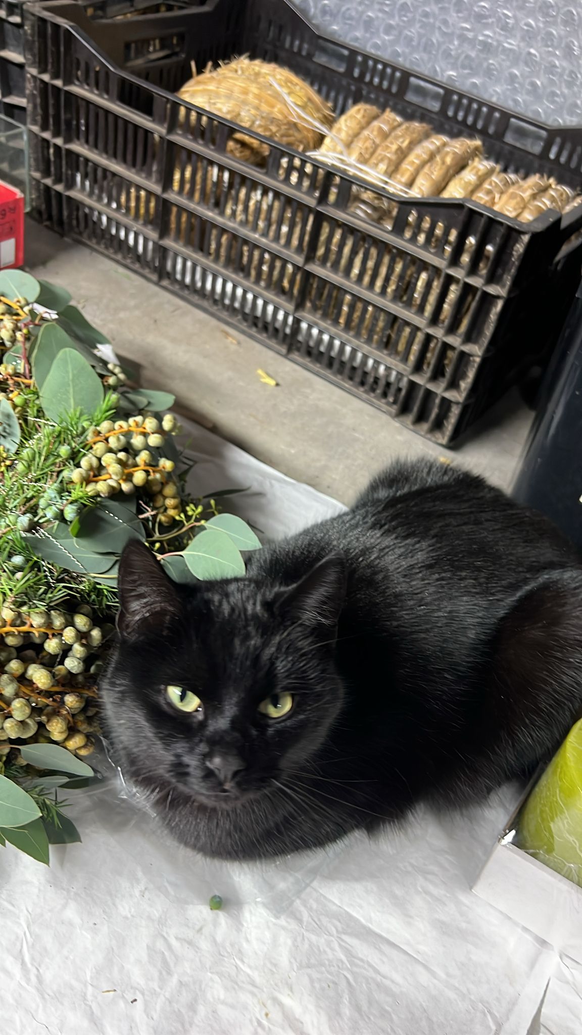 Innsbruck_Fundkatze Fürstenweg1