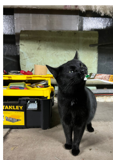 Innsbruck_Fundkatze Fürstenweg2.jpg