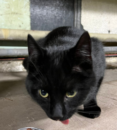 Innsbruck_Fundkatze Fürstenweg3.jpg