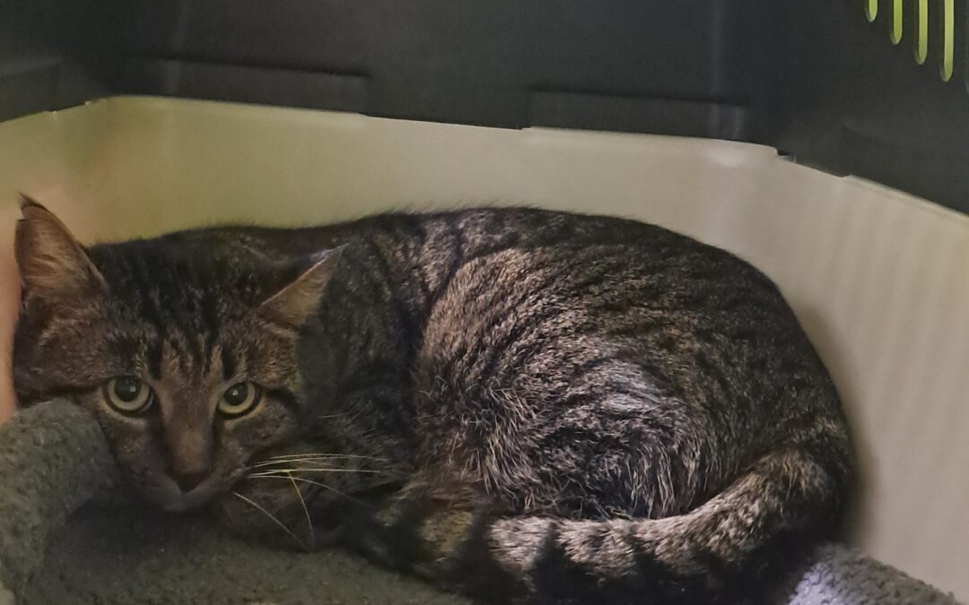 Fundtier Katze, Innsbruck  (02/2026)