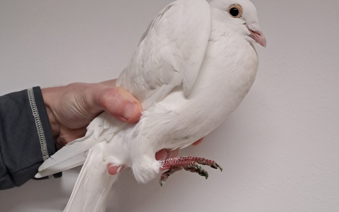 Fundtier Taube, Innsbruck  (02/2026)