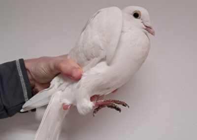 Fundtier Taube, Innsbruck  (02/2026)