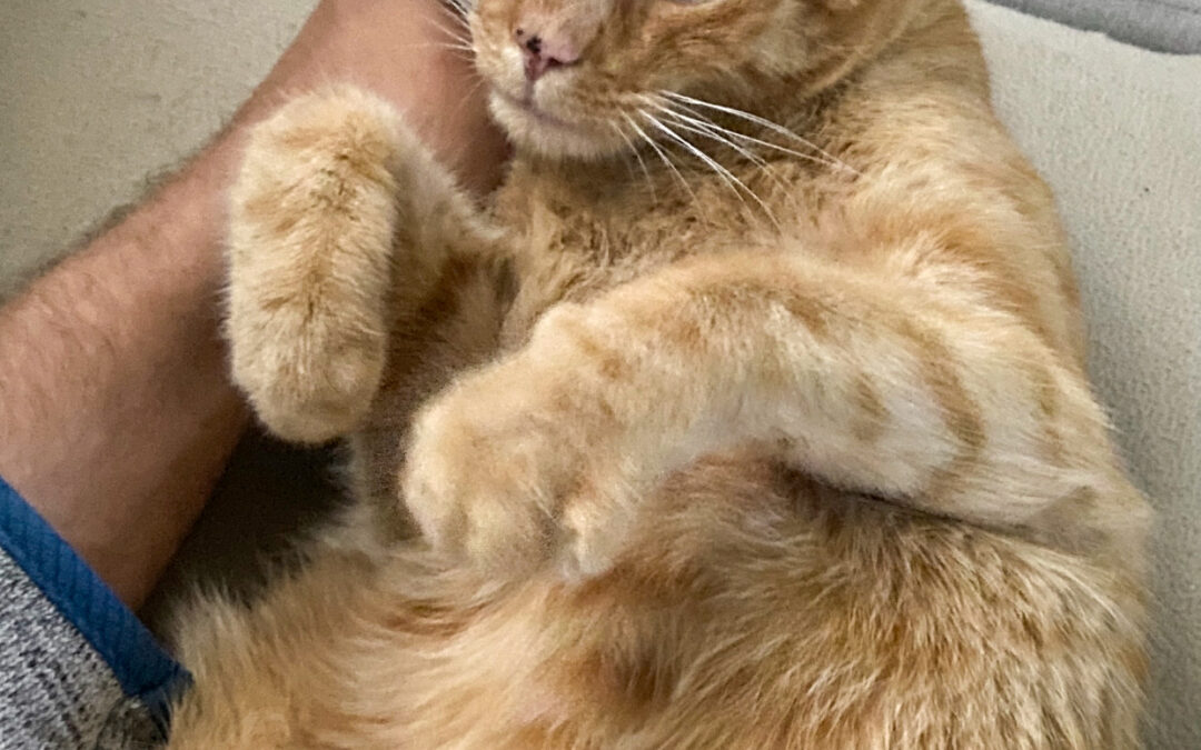 Eddy, Innsbruck  (02/2026)