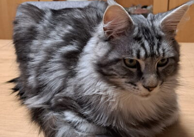 Leo, Innsbruck  (02/2026)