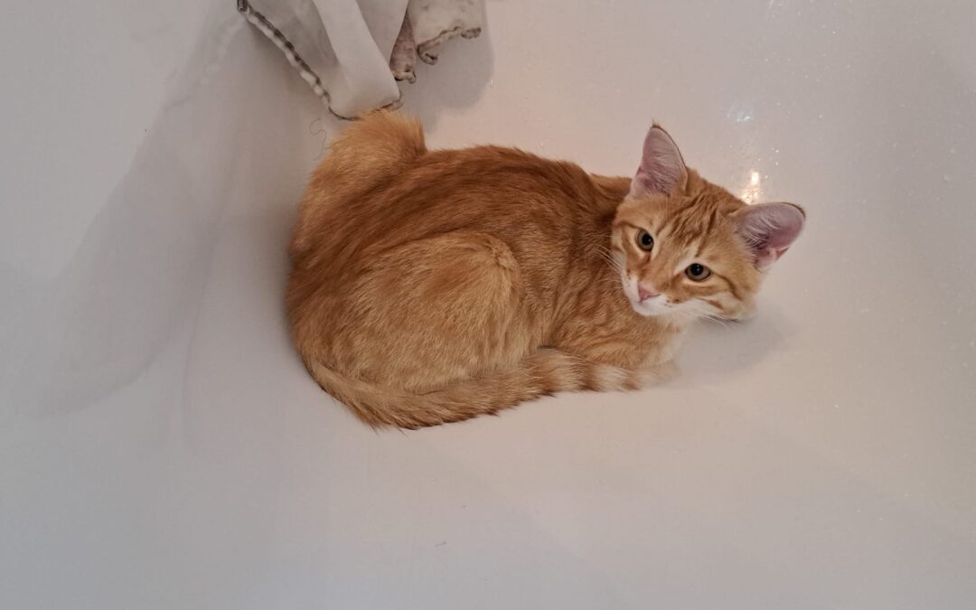 Luxi, Innsbruck(02/2026)