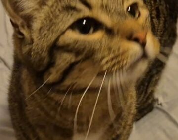 Maxl, Innsbruck  (02/2026)