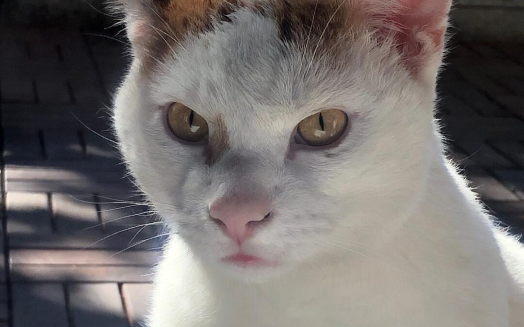 Speedy, Innsbruck  (02/2026)