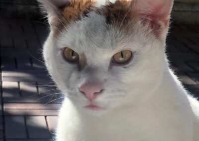 Speedy, Innsbruck  (02/2026)