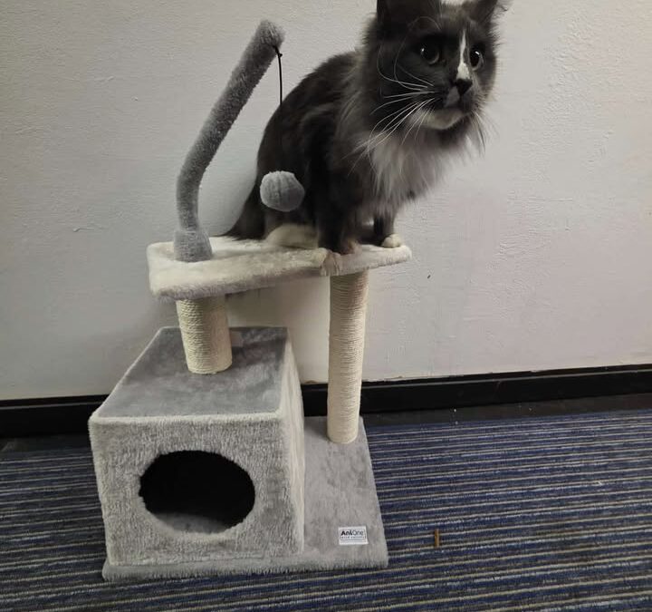 Tara, Innsbruck  (02/2026)