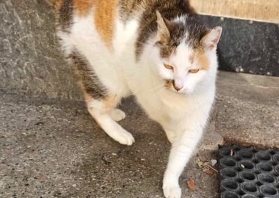 Sichtung Katze, Innsbruck  (02/2026)