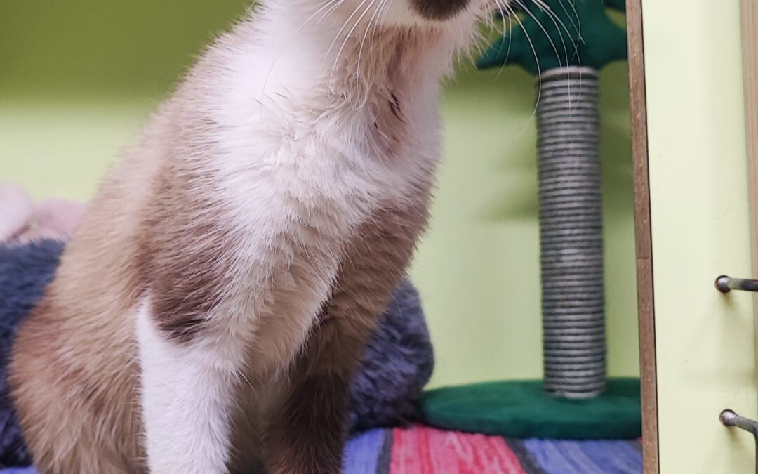 Fundtier Katze, Inzing  (02/2026)