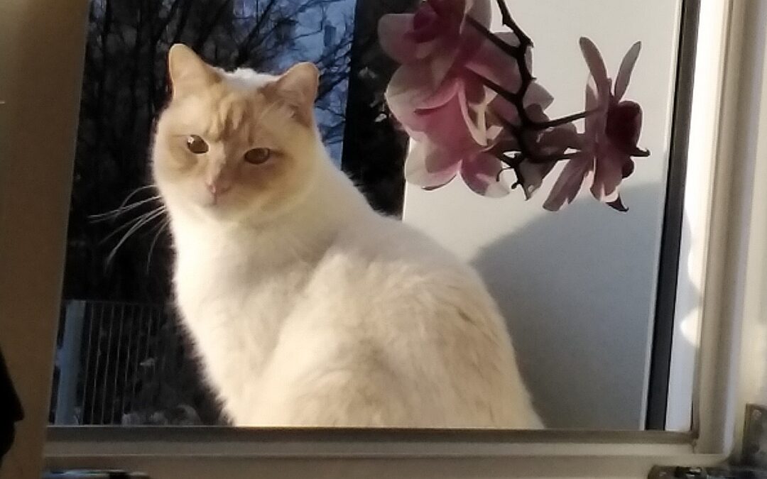 Flocki, Innsbruck (02/2026)