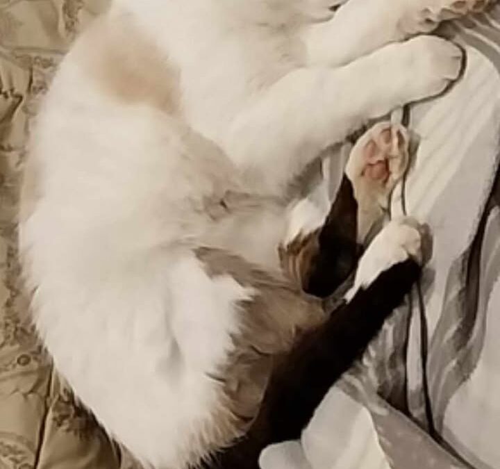 Jackson, Kirchberg  (02/2026)