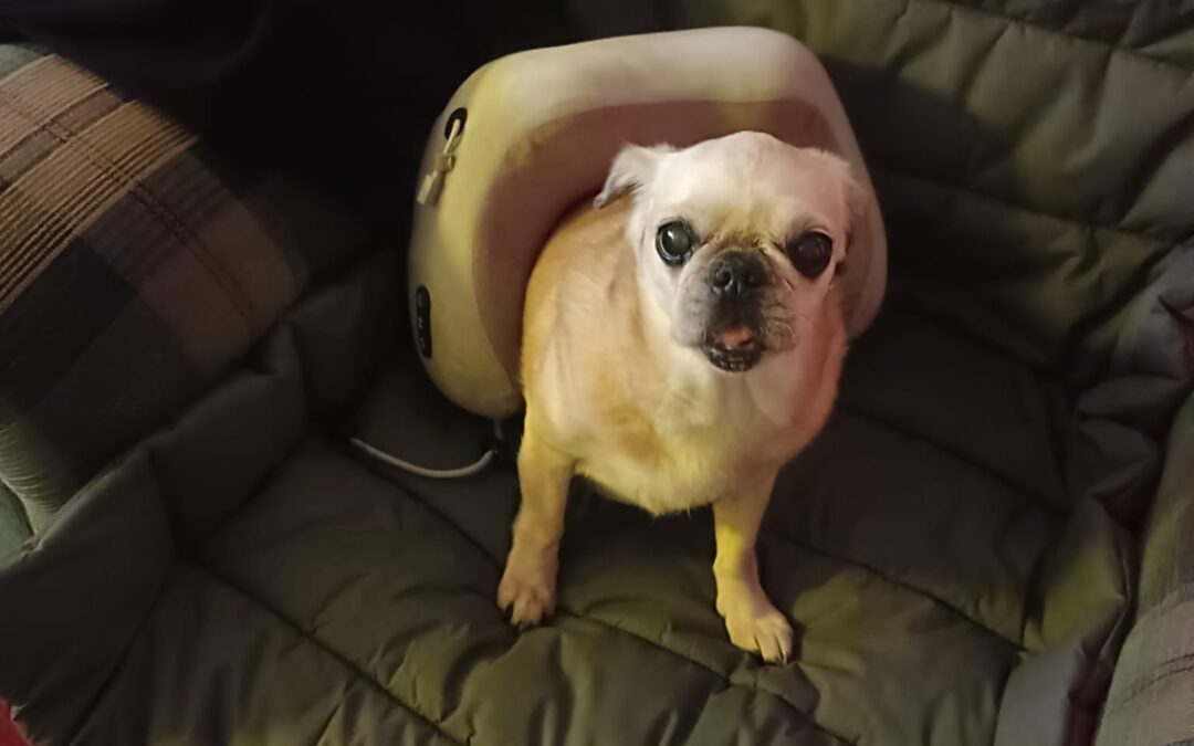 Hündin Mimi, Kirchbichl (02/2026)