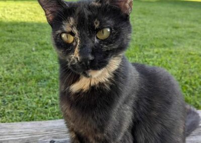 Zelda, Kirchbichl  (02/2026)