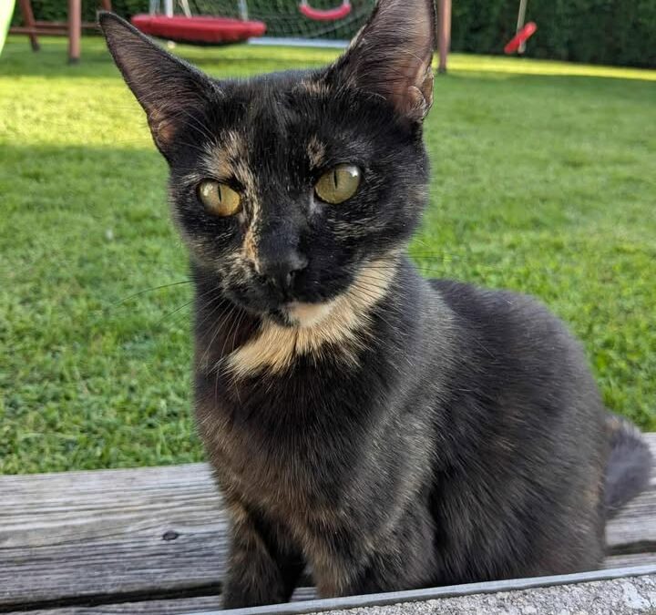 Zelda, Kirchbichl  (02/2026)