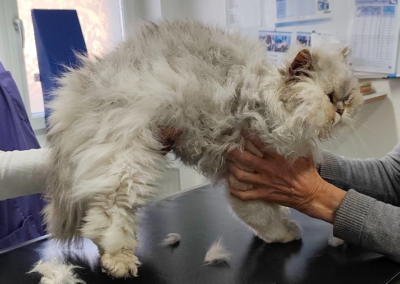 Fundtier Kater, Kufstein  (02/2026)