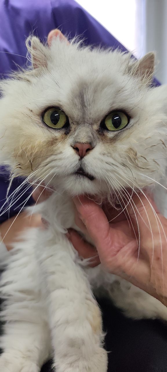 Kufstein_Fundkater Salurnerstraße2