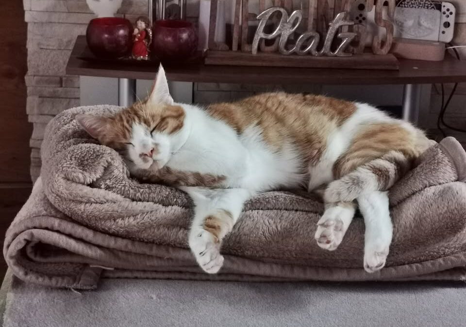 Max, Kufstein  (02/2026)