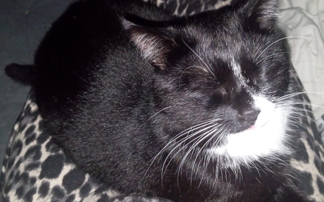 Rambo, Kundl (02/2026)