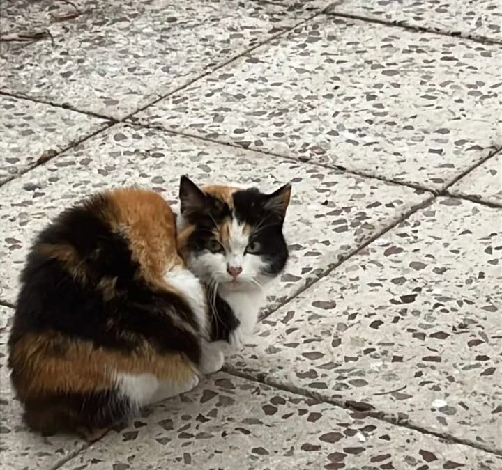 Sichtkatze, Landeck (02/2026)