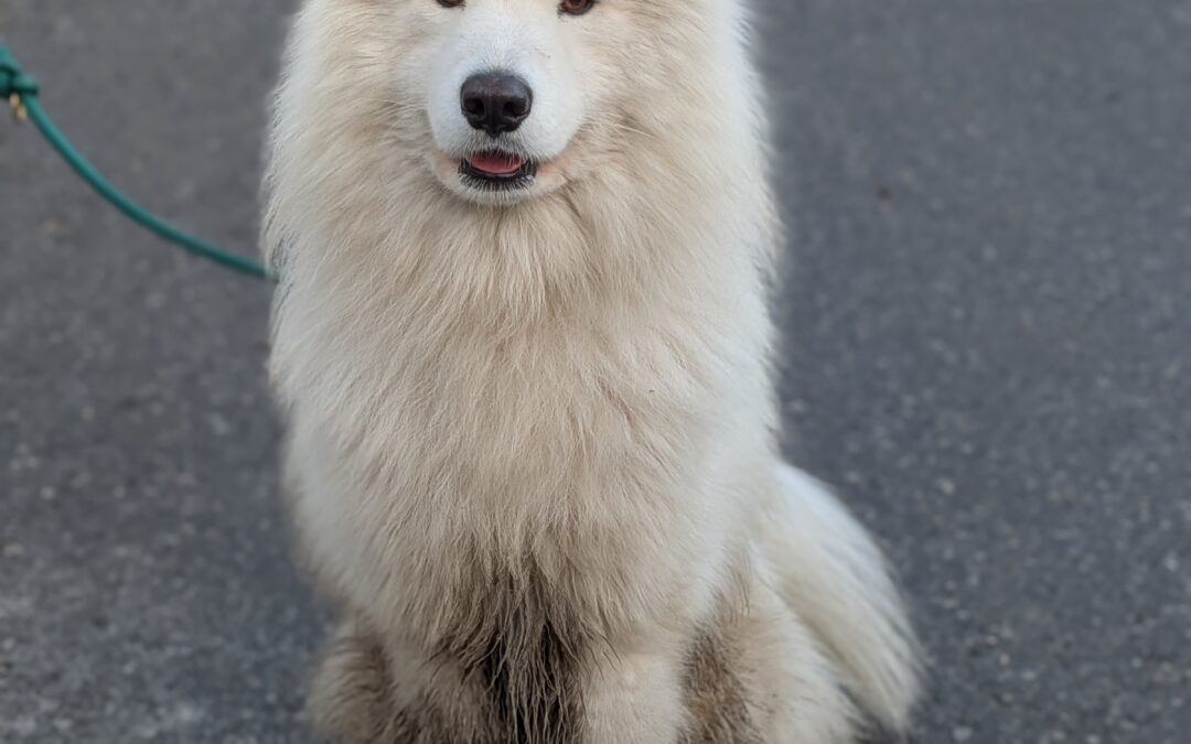 Loki