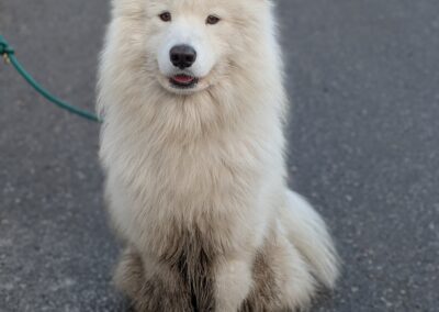 Loki