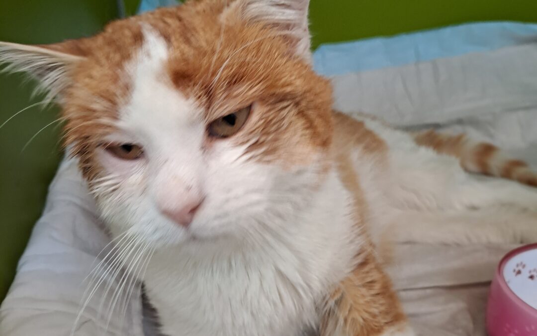 Fundtier Kater, Nauders  (02/2026)