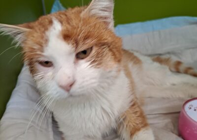 Fundtier Kater, Nauders  (02/2026)