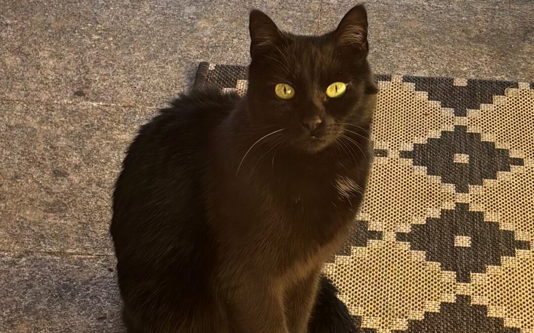 Fundtier Katze, Neu Rum  (02/2026)