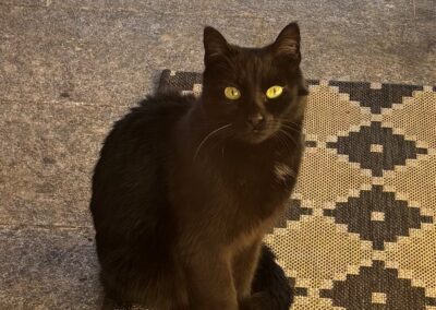 Fundtier Katze, Neu Rum  (02/2026)