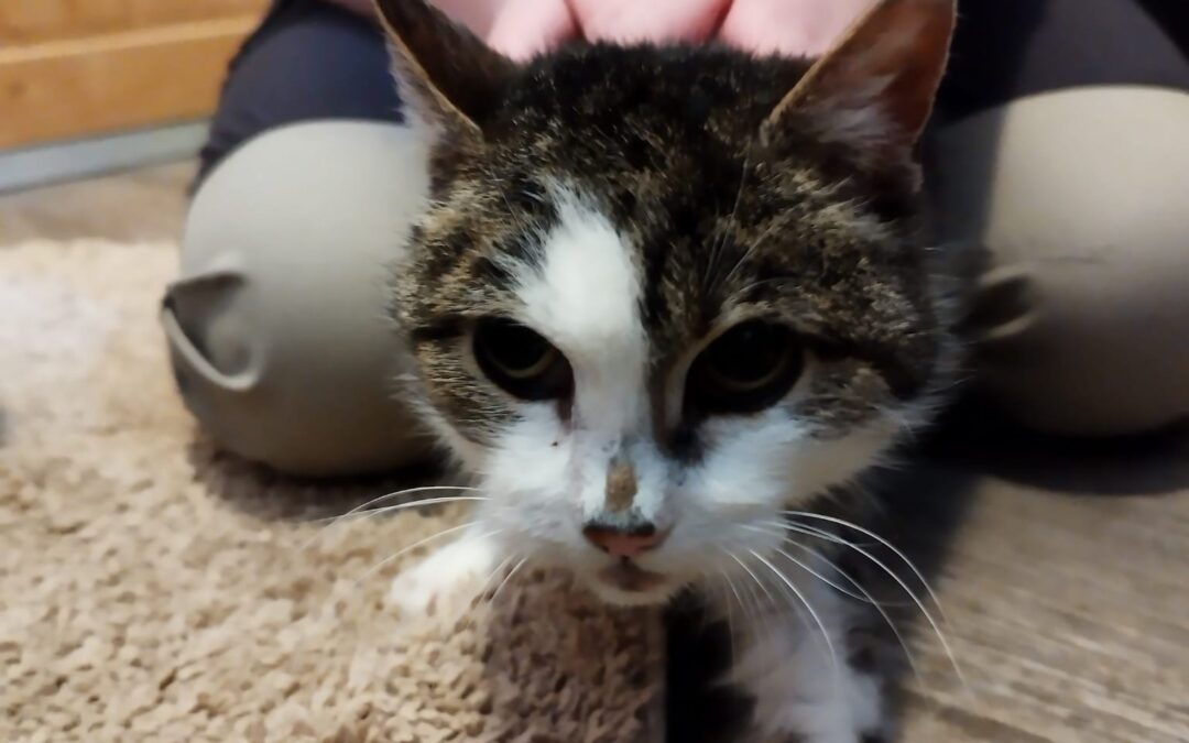 Fundtier Katze, Oberndorf  (02/2026)