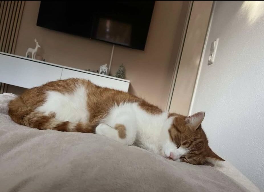 Ready, Pertisau  (02/2026)