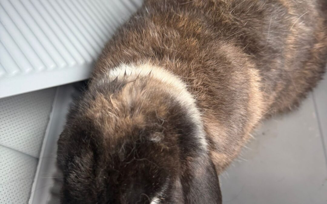 Fundtier Kaninchen, Radfeld  (02/2026)