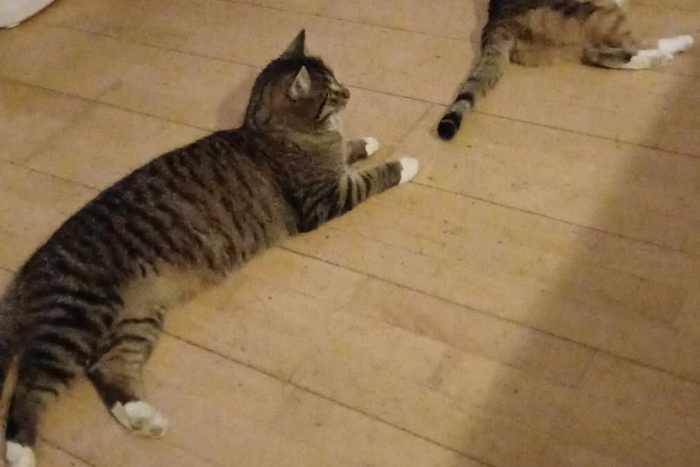 Gismo, Ramsau im Zillertal  (02/2026)