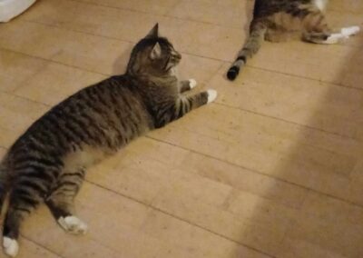 Gismo, Ramsau im Zillertal  (02/2026)