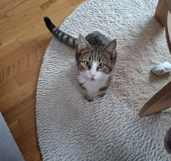 Fundtier Kater, Schwaz  (02/2026)